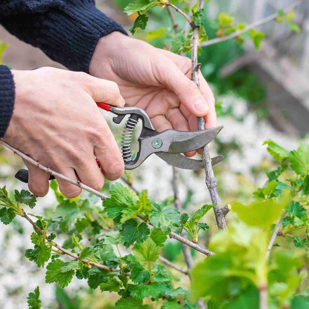 Pruning