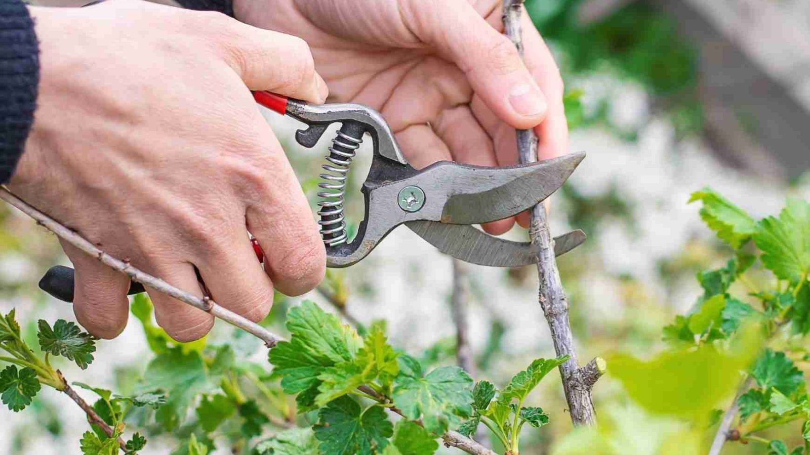 Pruning
