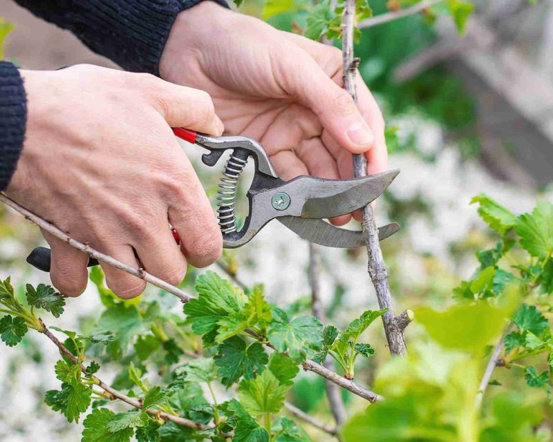 Pruning