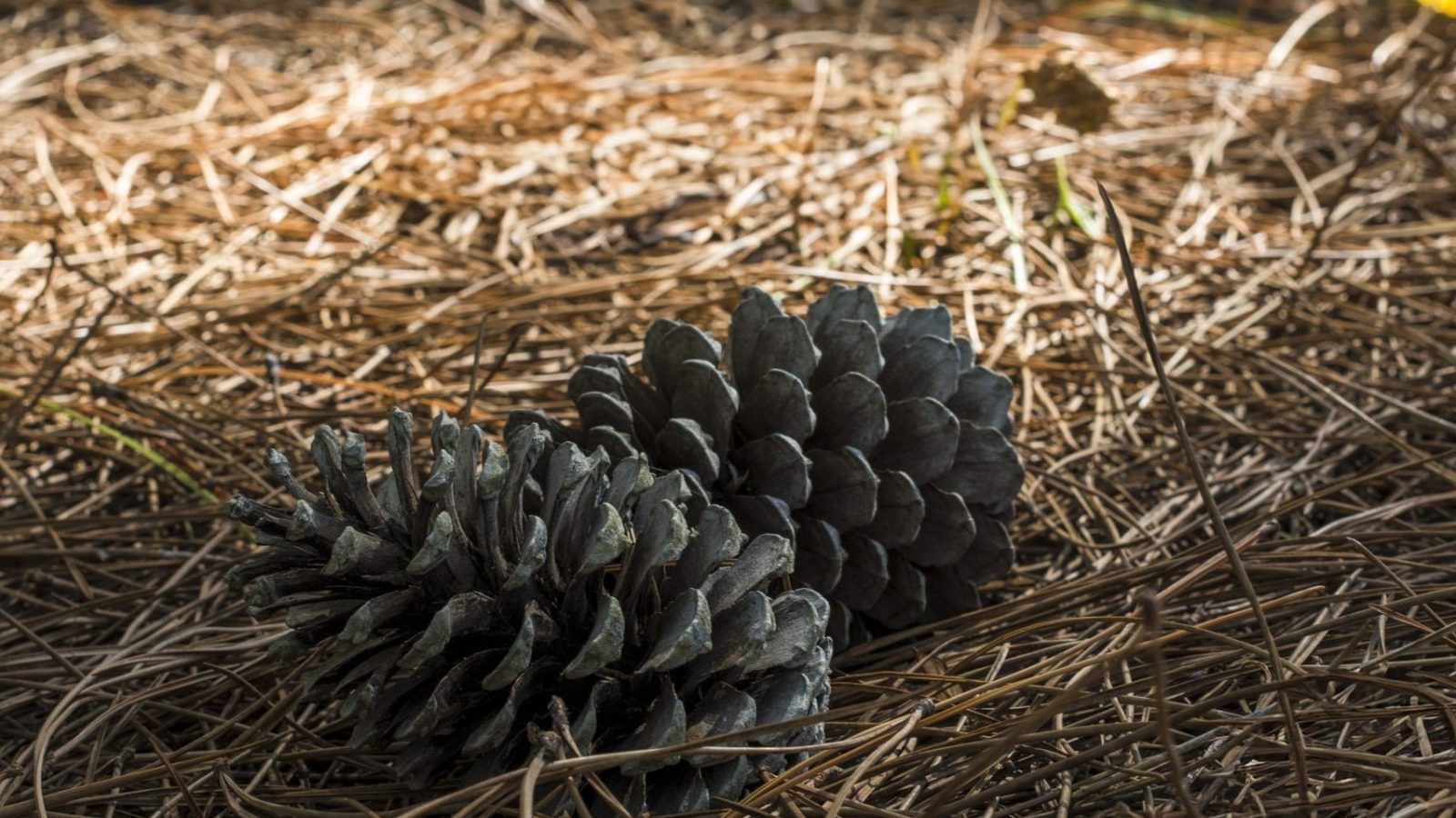 Pine Straw & Mulch