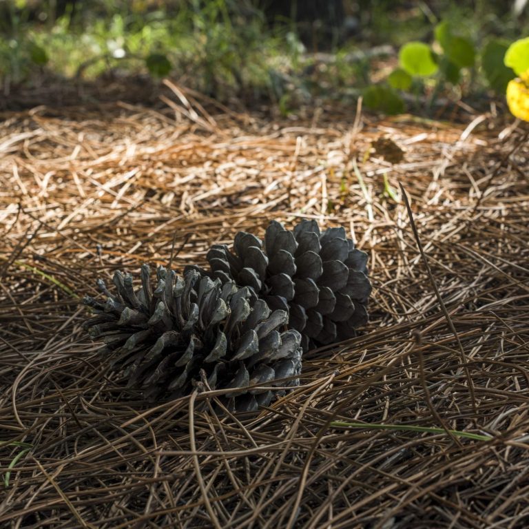 Pine Straw & Mulch