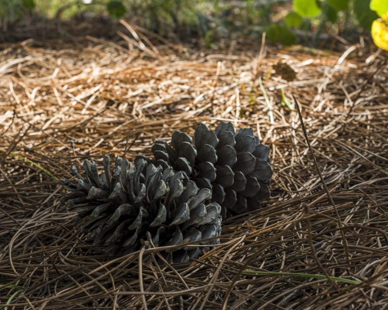 Pine Straw & Mulch