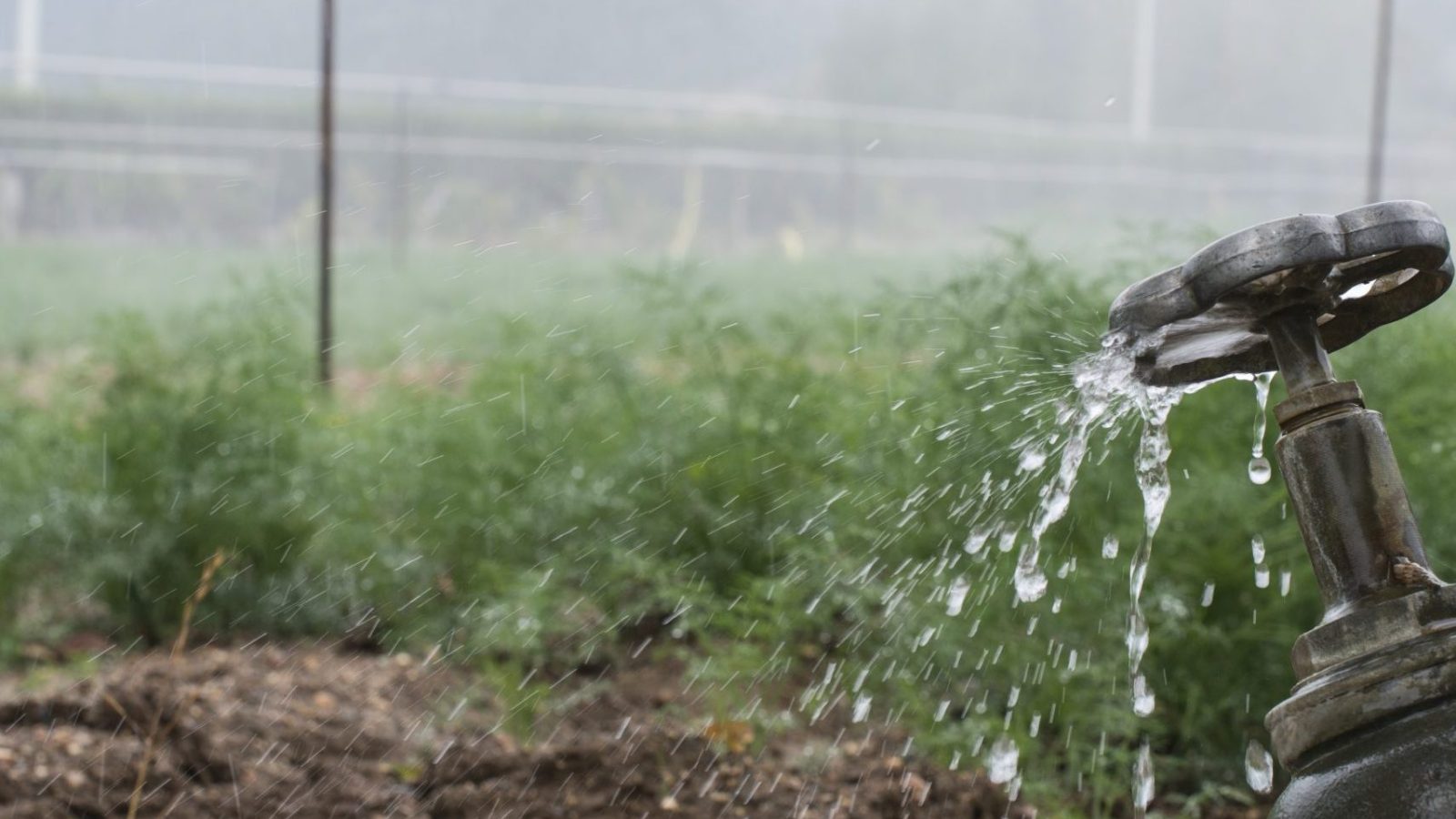 Irrigation